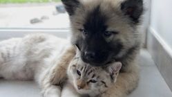 Cute puppy and kitten hugging